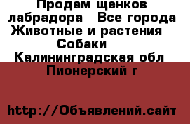 Продам щенков лабрадора - Все города Животные и растения » Собаки   . Калининградская обл.,Пионерский г.